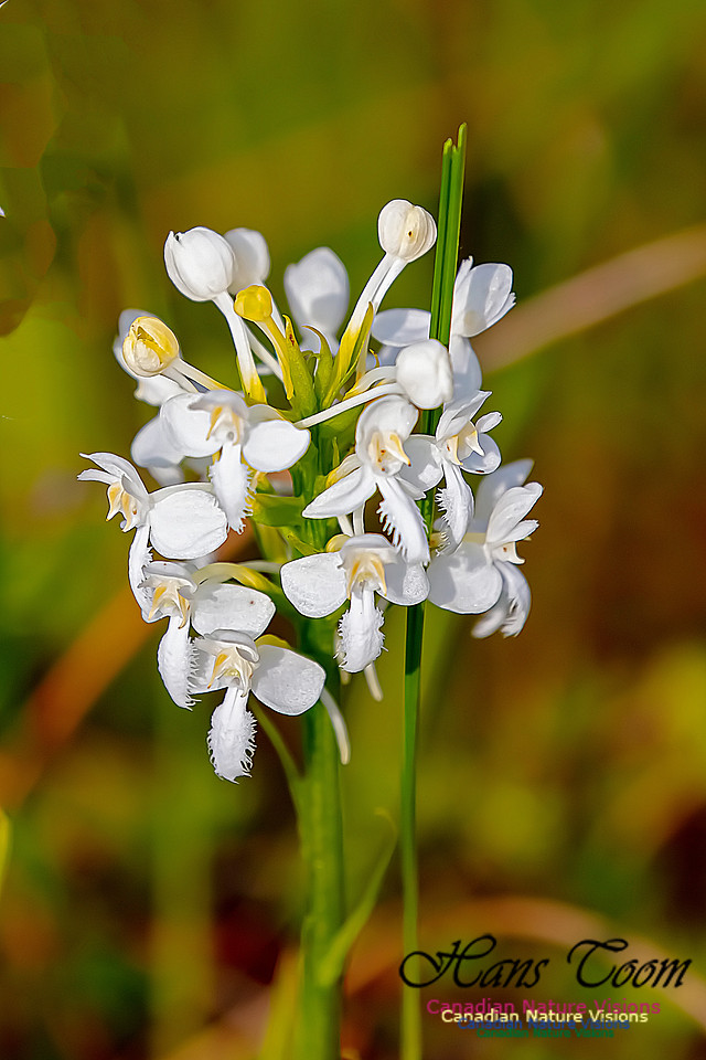Fringed White Orchid 28