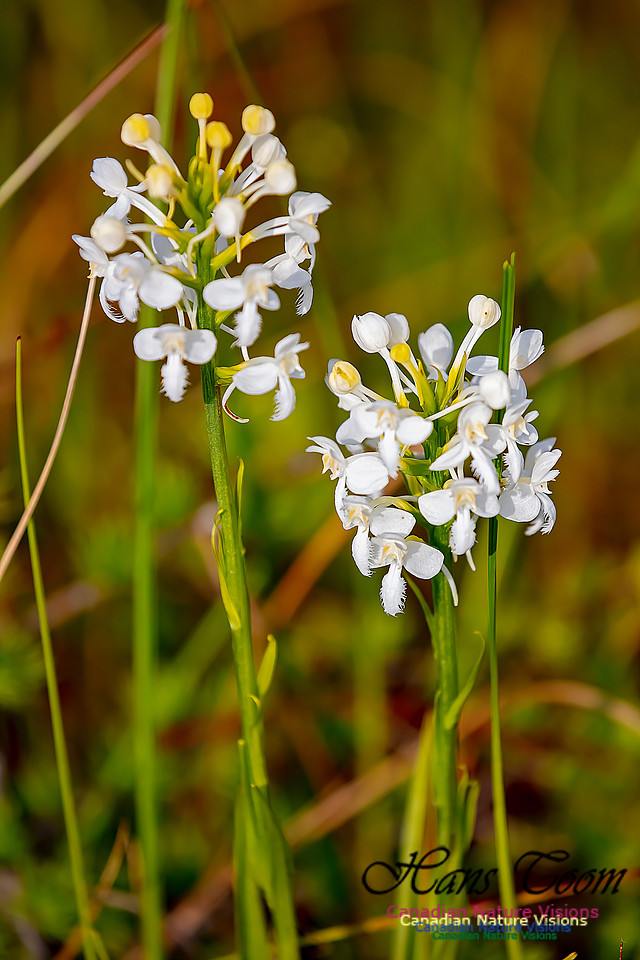 Fringed White Orchid 27