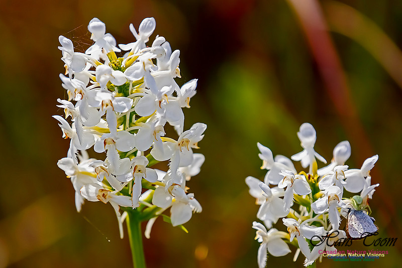 Fringed White Orchid 25
