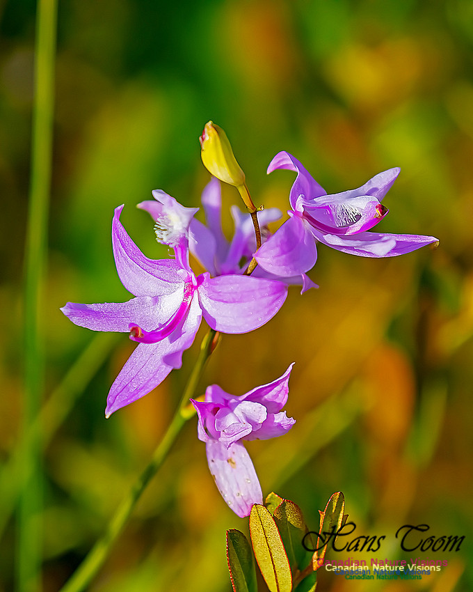 Grass Pink Orchid 126