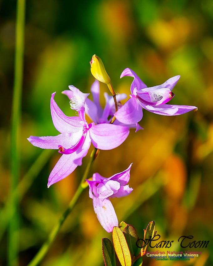 Grass Pink Orchid 125