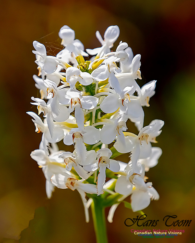 Fringed White Orchid 57