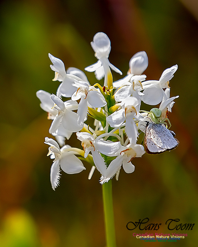 Fringed White Orchid 56