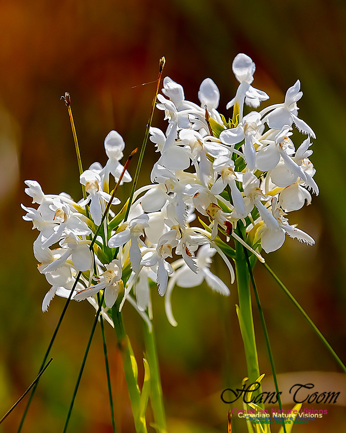 Fringed White Orchid 55