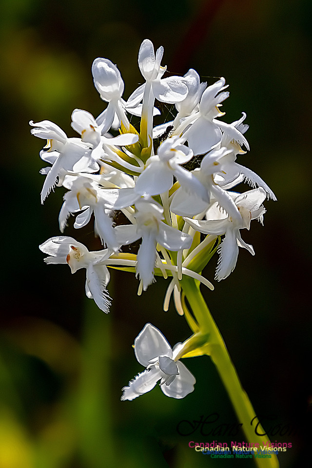 Fringed White Orchid 53
