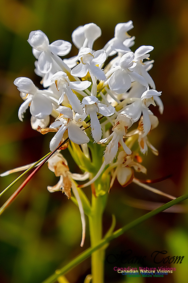 Fringed White Orchid 54