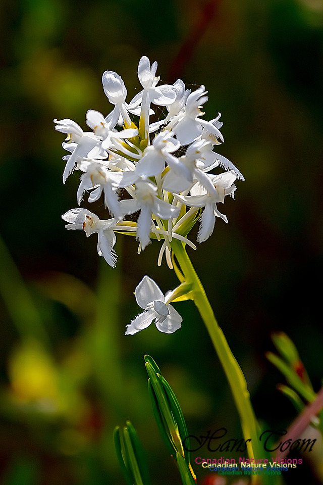 Fringed White Orchid 52