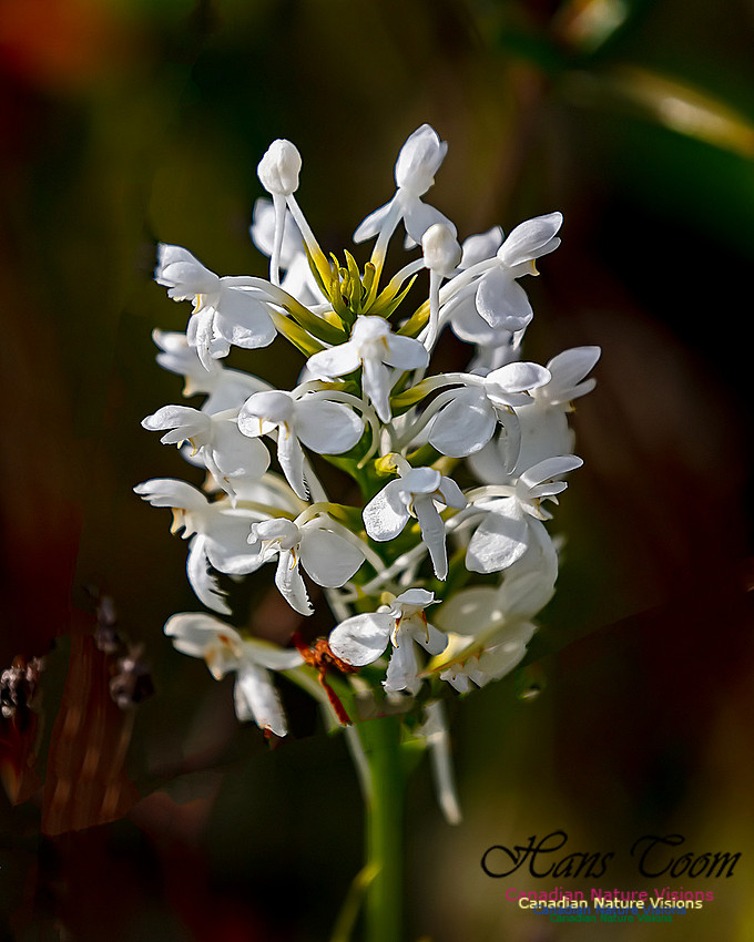 Fringed White Orchid 51