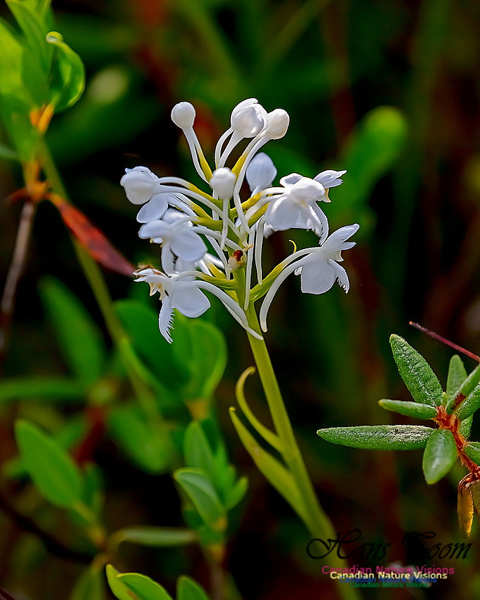 Fringed White Orchid 50