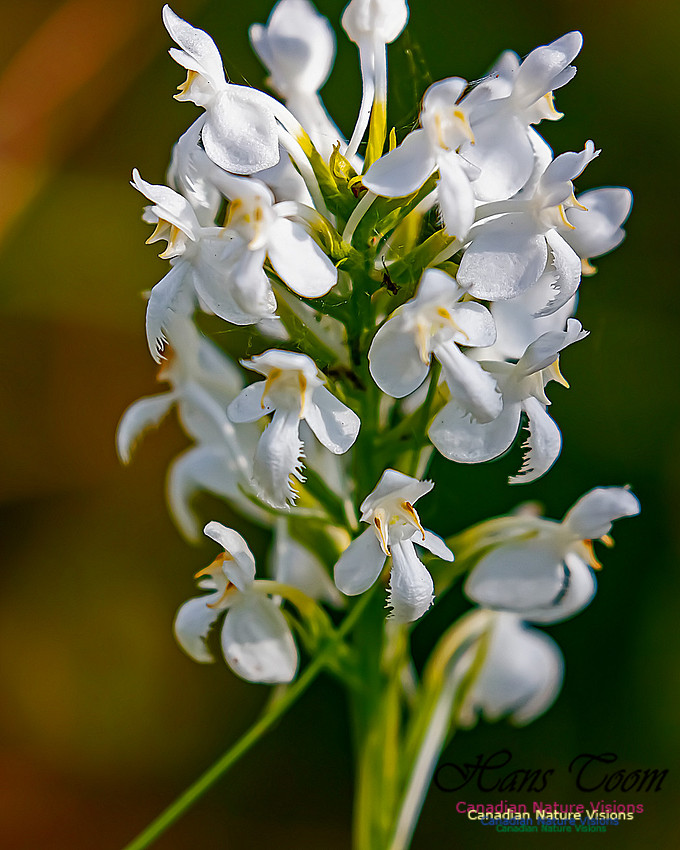 Fringed White Orchid 49