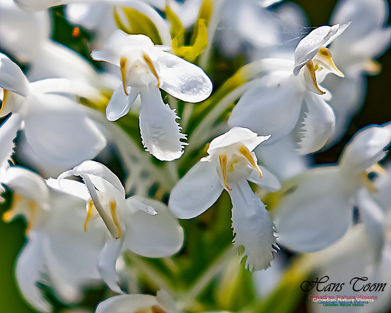 Fringed White Orchid 48