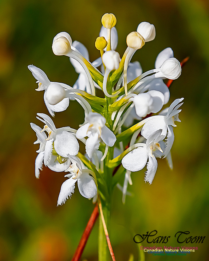 Fringed White Orchid 47
