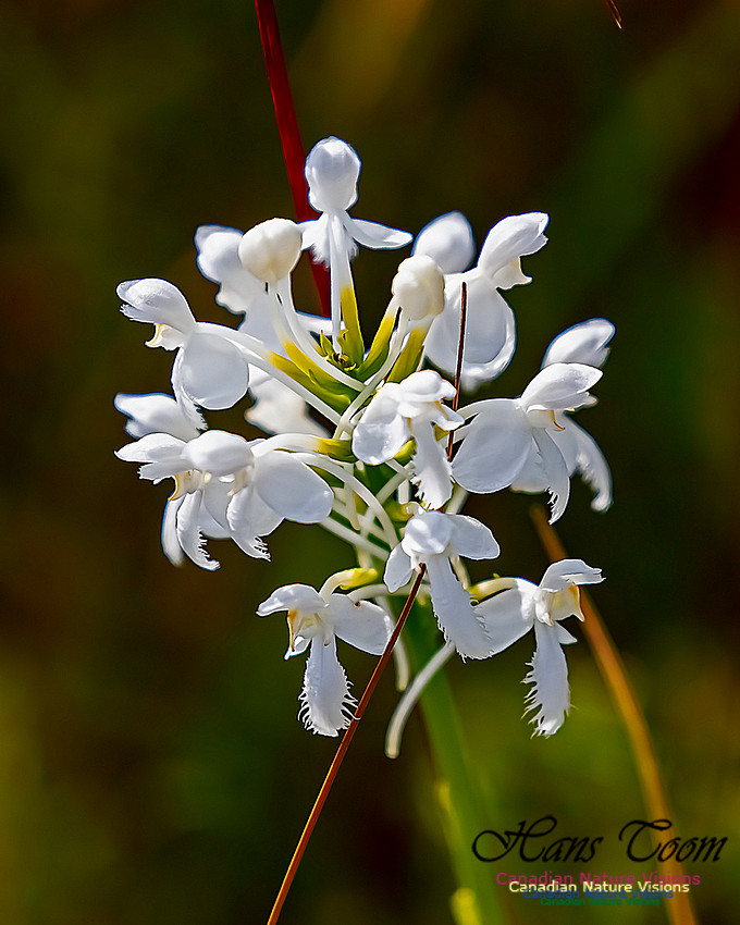 Fringed White Orchid 46