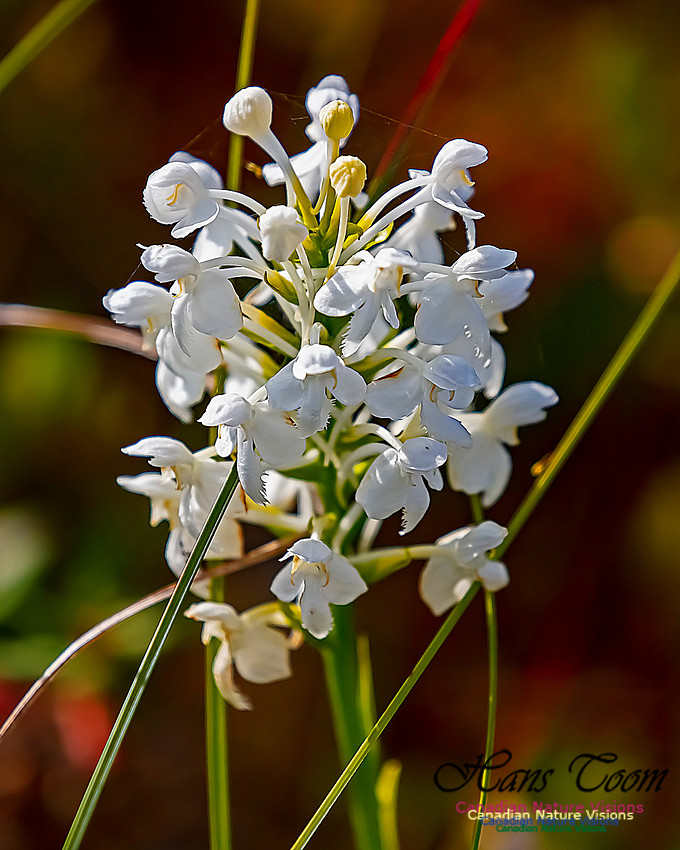 Fringed White Orchid 45