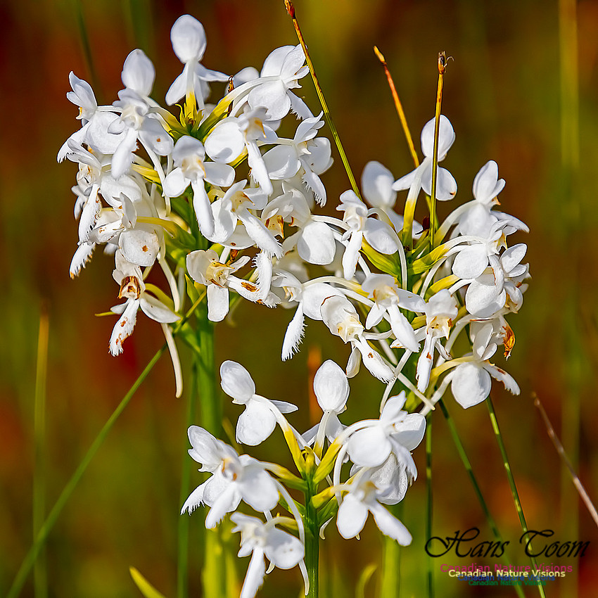 Fringed White Orchid 44