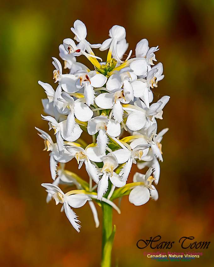 Fringed White Orchid 43