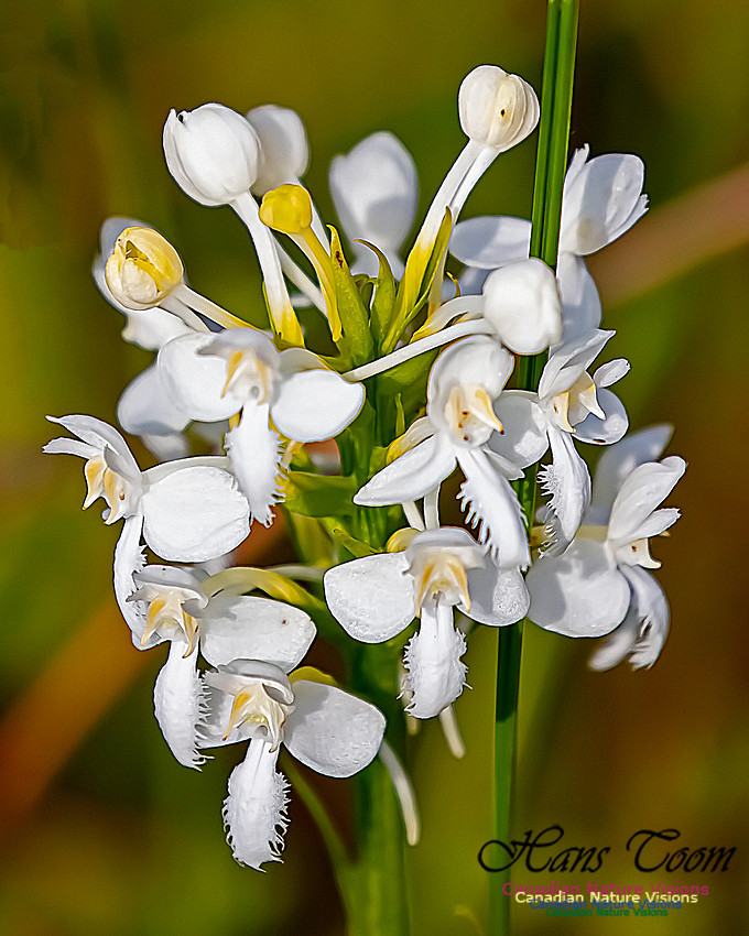 Fringed White Orchid 42
