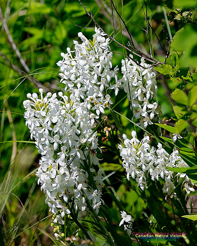 Fringed White Orchid 63