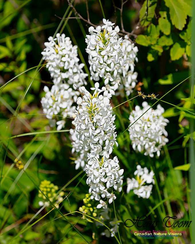 Fringed White Orchid 62