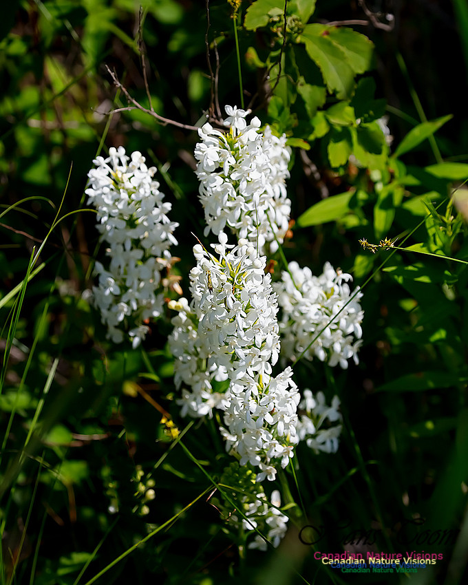 Fringed White Orchid 64
