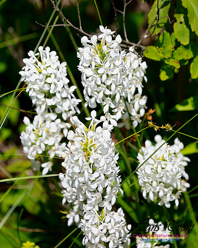 Fringed White Orchid 61