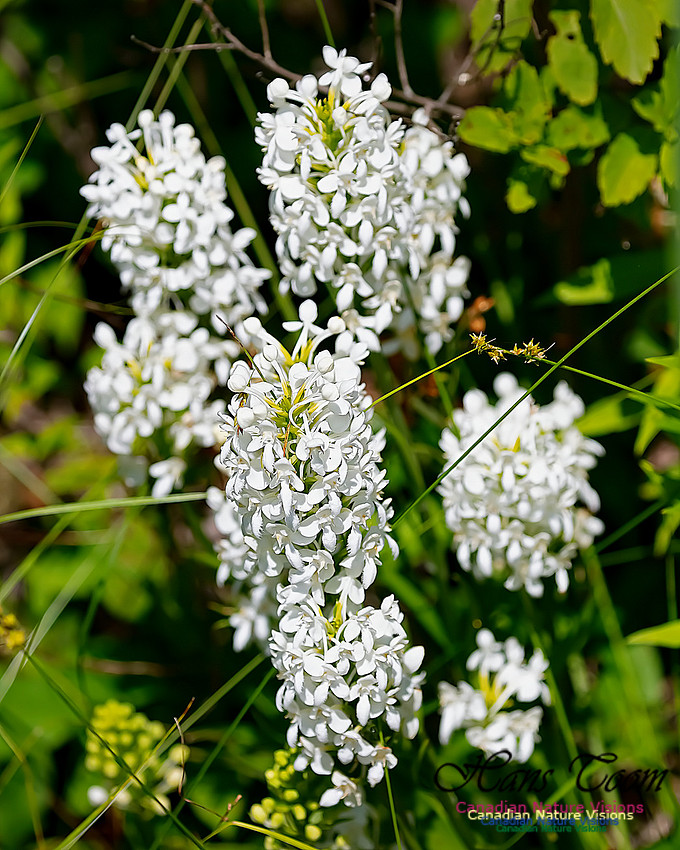 Fringed White Orchid 60