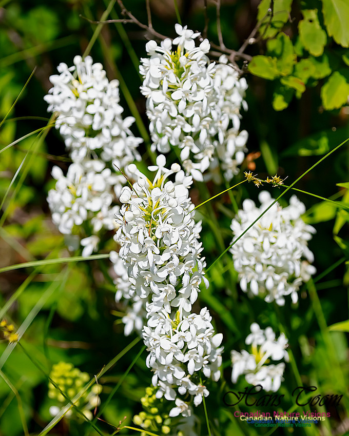 Fringed White Orchid 59