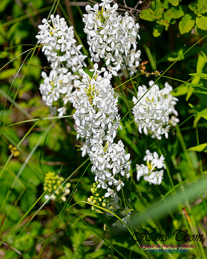 Fringed White Orchid 58