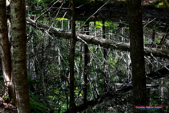 Woodland Pond 13