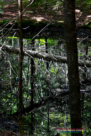 Woodland Pond 12