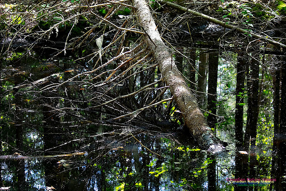 Woodland Pond 11