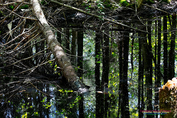 Woodland Pond 10