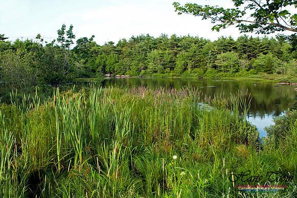 Duck Pond Sir Sanford Fleming Park