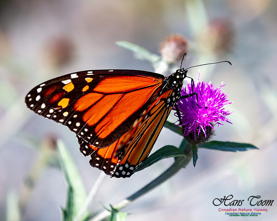 Monarch Butterfly 115
