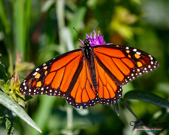 Monarch Butterfly 114