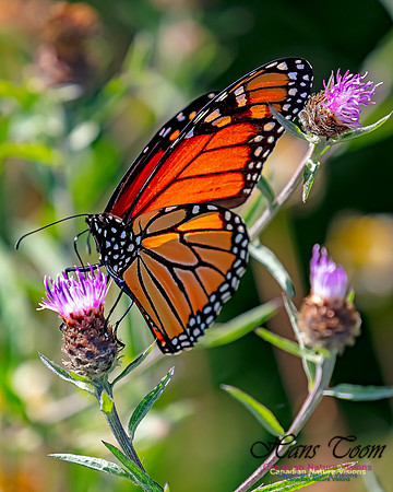 Monarch Butterfly 113