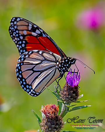 Monarch Butterfly 112