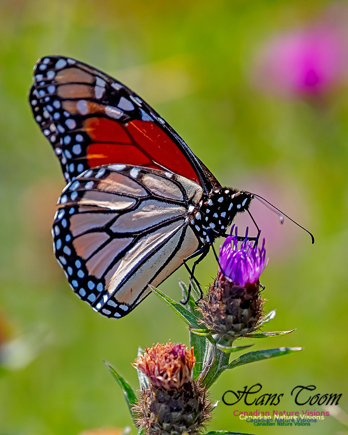 Monarch Butterfly 112