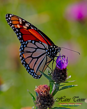 Monarch Butterfly 111
