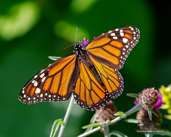Monarch Butterfly 110