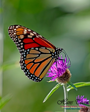 Monarch Butterfly 109