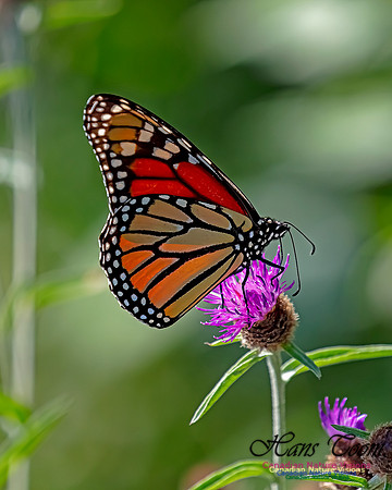 Monarch Butterfly 108