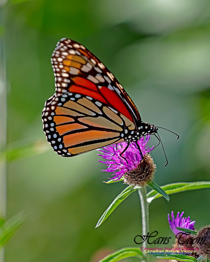 Monarch Butterfly 107