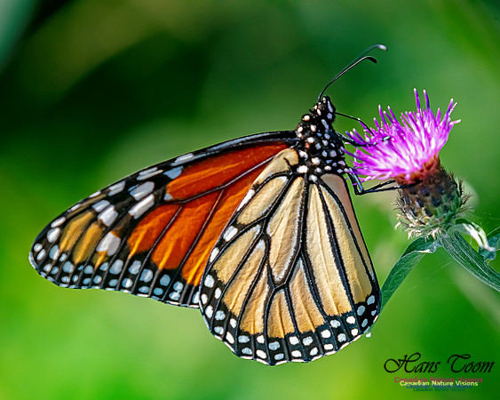 Monarch Butterfly 106