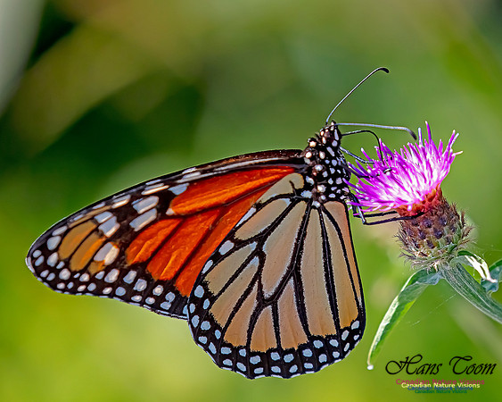 Monarch Butterfly 105
