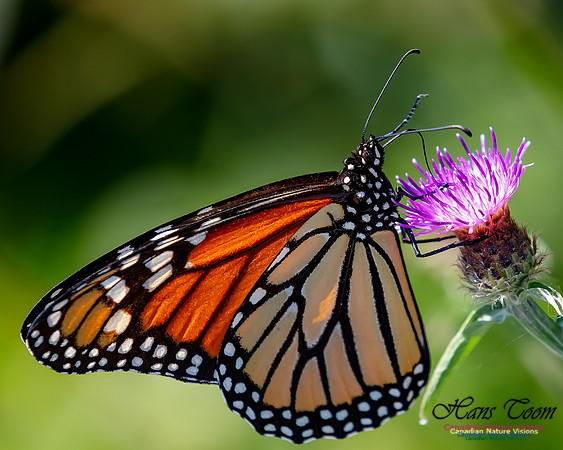 Monarch Butterfly 104
