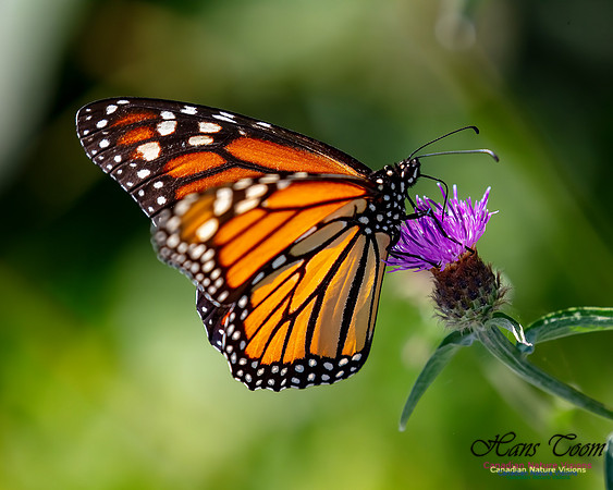 Monarch Butterfly 103