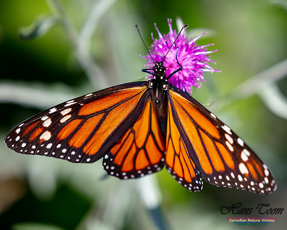 Monarch Butterfly 102