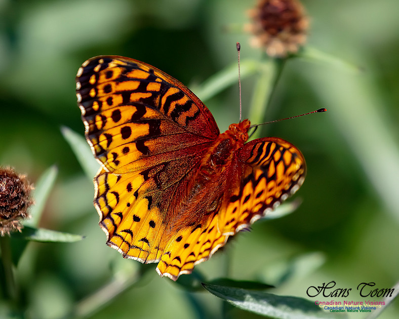 Silver-bordered Fritillary 59