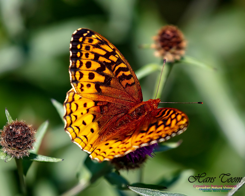 Silver-bordered Fritillary 58
